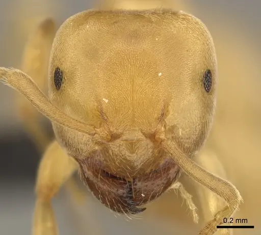 Lasius brevicornis - CASENT0260130