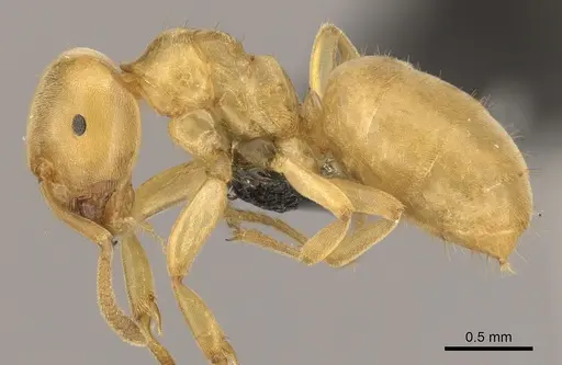 Lasius brevicornis - CASENT0260130