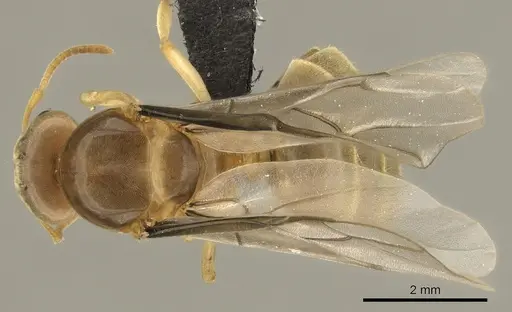 Lasius brevicornis - CASENT0260132