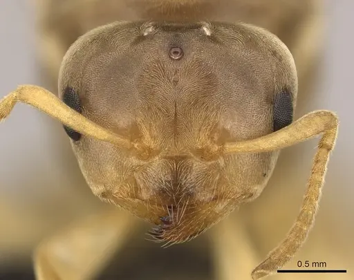 Lasius brevicornis - CASENT0260132
