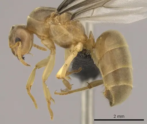 Lasius brevicornis - CASENT0260132