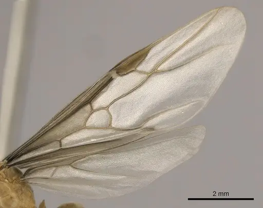 Lasius brevicornis - CASENT0260132