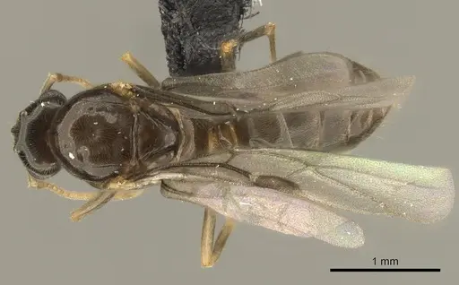 Lasius brevicornis - CASENT0260136