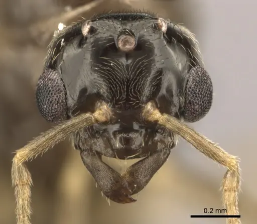Lasius brevicornis - CASENT0260136