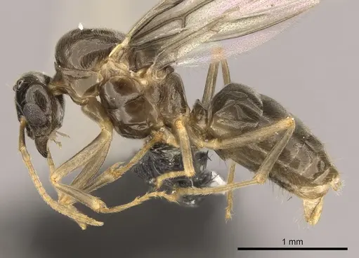 Lasius brevicornis - CASENT0260136