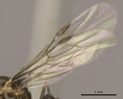 Lasius brevicornis - CASENT0260136