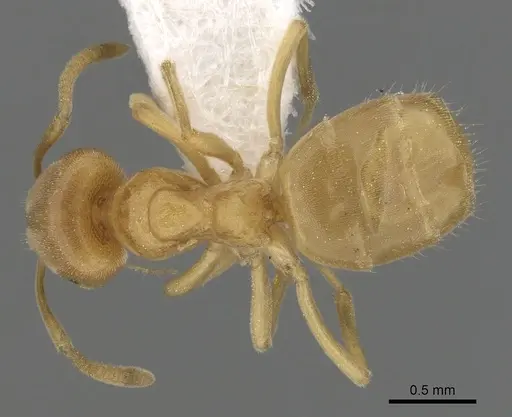 Lasius brevicornis - CASENT0280456