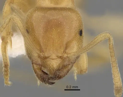 Lasius brevicornis - CASENT0280456