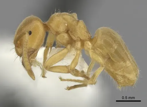 Lasius brevicornis - CASENT0280456