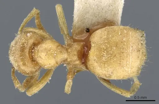 Lasius brevicornis - CASENT0905678