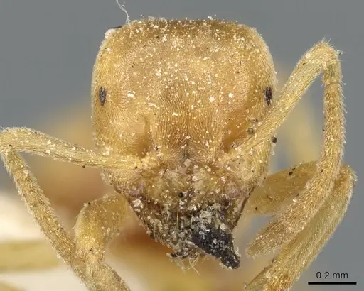 Lasius brevicornis - CASENT0905678