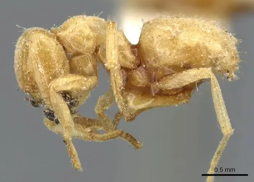 Lasius brevicornis - CASENT0905678