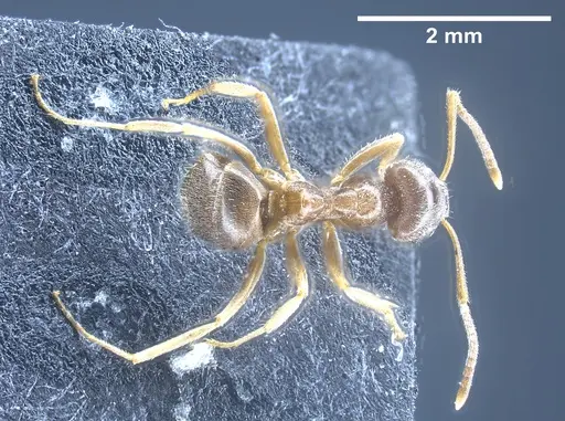 Lasius brevipalpus specimen