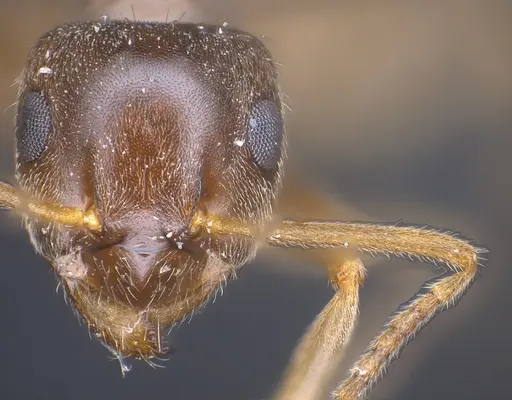 Lasius brevipalpus specimen