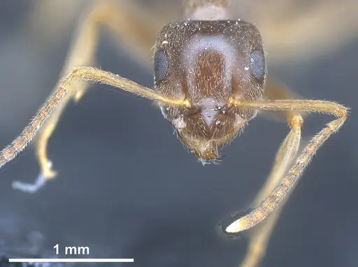 Lasius brevipalpus - ANTWEB1041434
