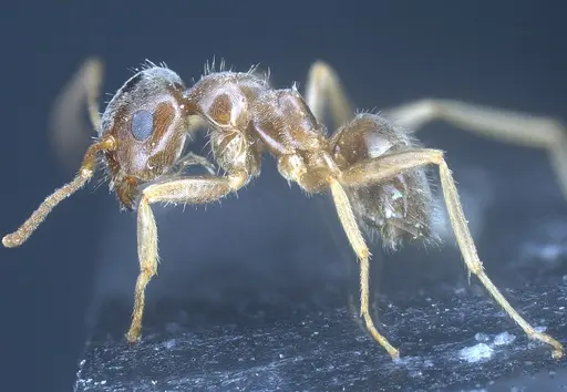 Lasius brevipalpus - ANTWEB1041434