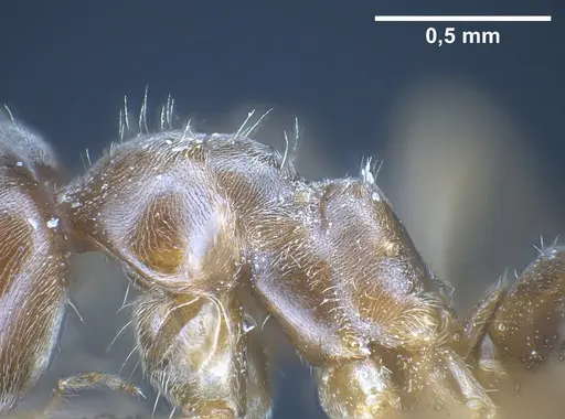 Lasius brevipalpus - ANTWEB1041434