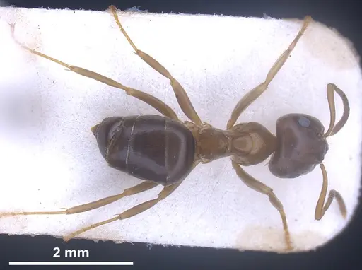 Lasius brunneus specimen