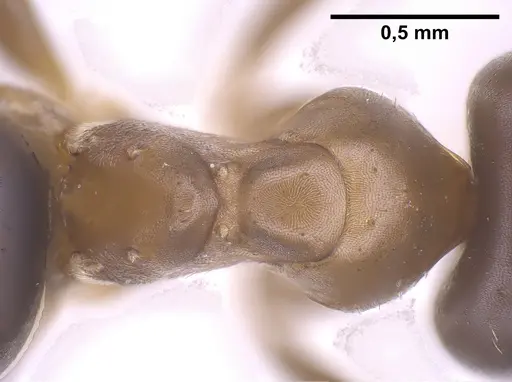 Lasius brunneus specimen