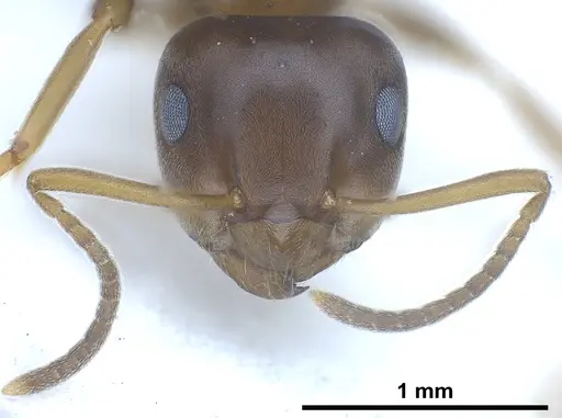 Lasius brunneus - ANTWEB1041436