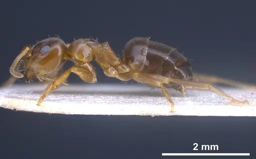 Lasius brunneus - ANTWEB1041436