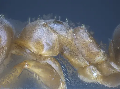 Lasius brunneus - ANTWEB1041436