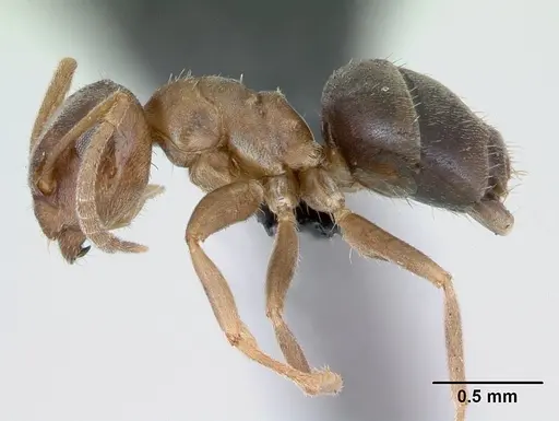 Lasius brunneus - CASENT0172717