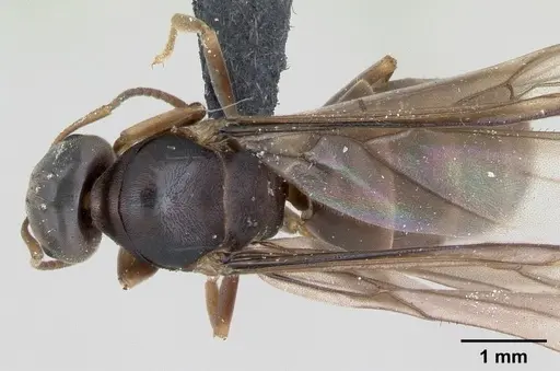 Lasius brunneus - CASENT0172745