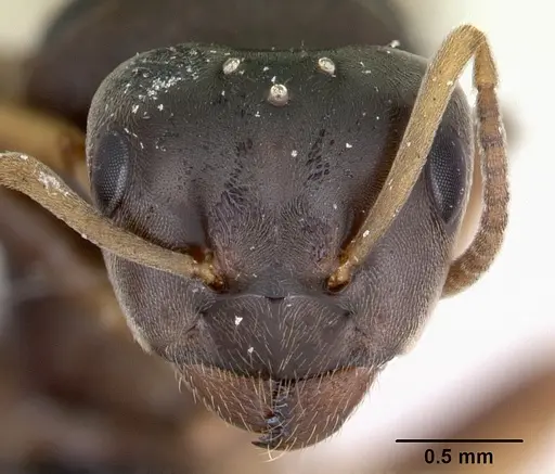 Lasius brunneus - CASENT0172745