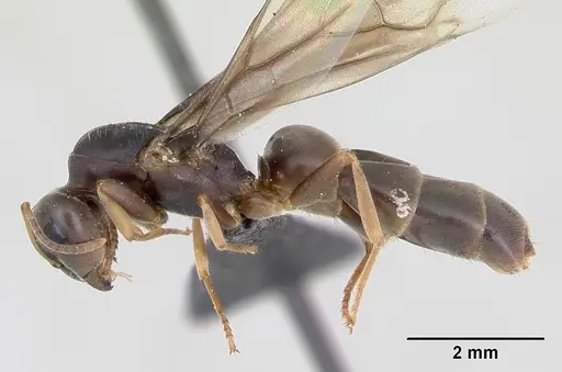 Lasius brunneus - CASENT0172745