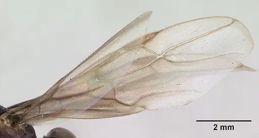 Lasius brunneus - CASENT0172745