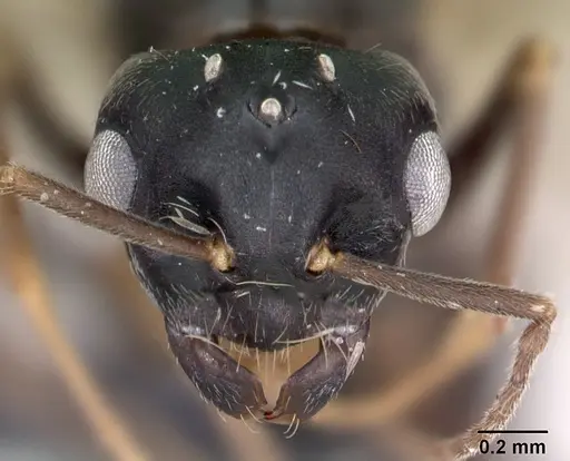 Lasius brunneus - CASENT0172746