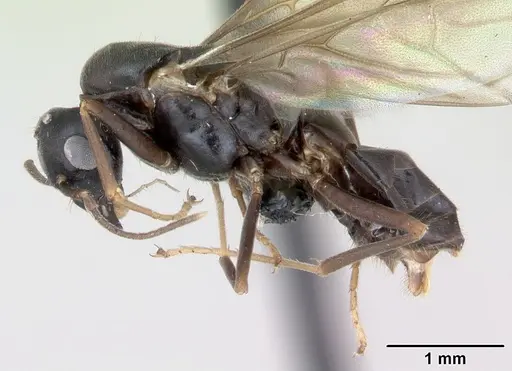 Lasius brunneus - CASENT0172746