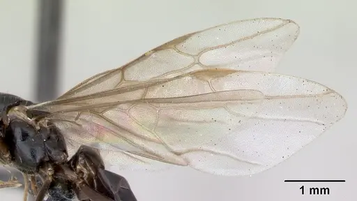 Lasius brunneus - CASENT0172746