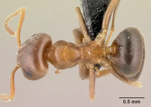 Lasius brunneus - CASENT0179886