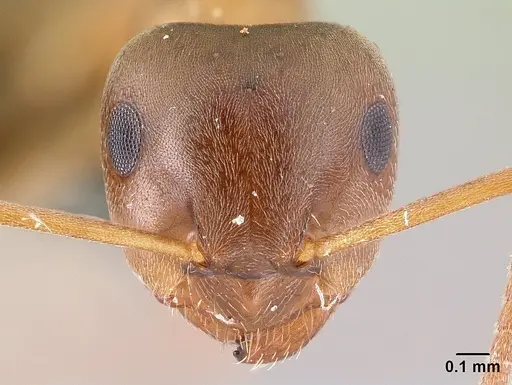 Lasius brunneus - CASENT0179886
