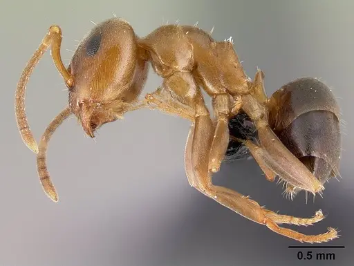Lasius brunneus - CASENT0179886