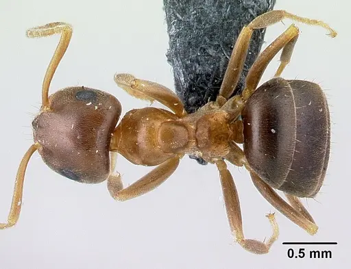 Lasius brunneus - CASENT0179917