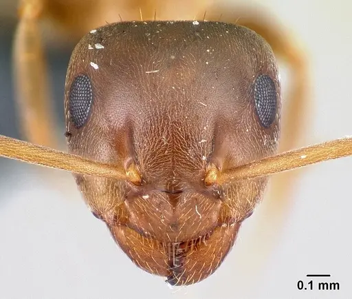 Lasius brunneus - CASENT0179917
