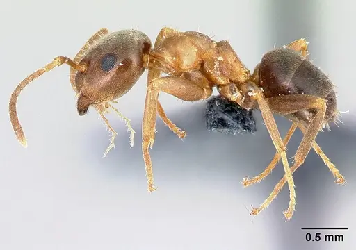 Lasius brunneus - CASENT0179917
