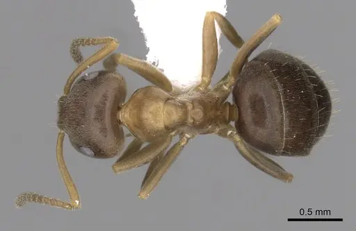 Lasius brunneus - CASENT0280440