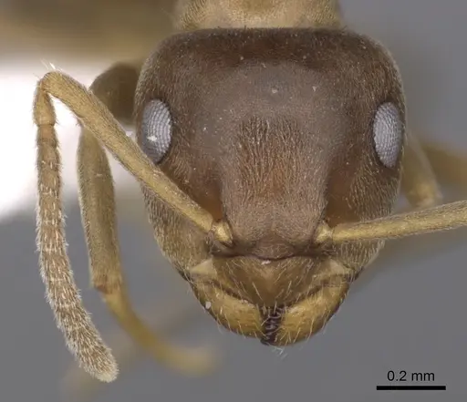 Lasius brunneus - CASENT0280440