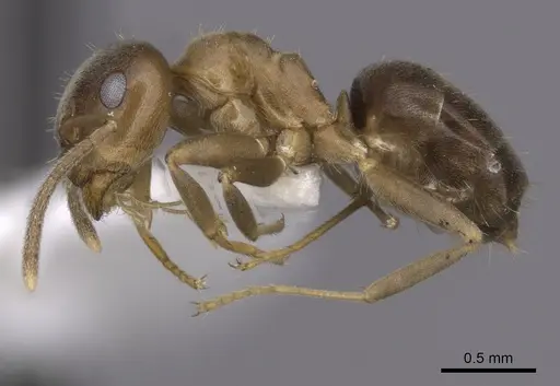 Lasius brunneus - CASENT0280440