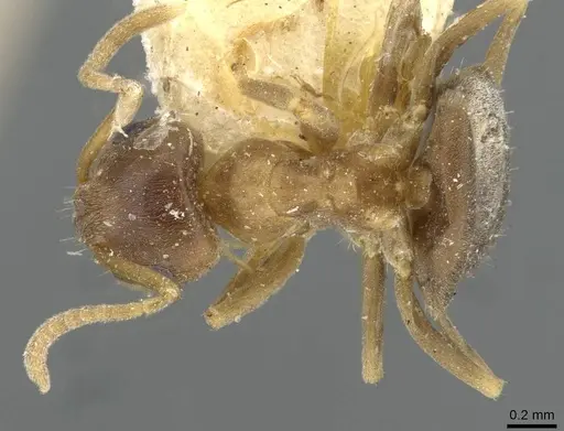 Lasius brunneus - CASENT0911044