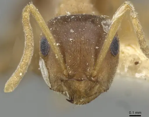 Lasius brunneus - CASENT0911044