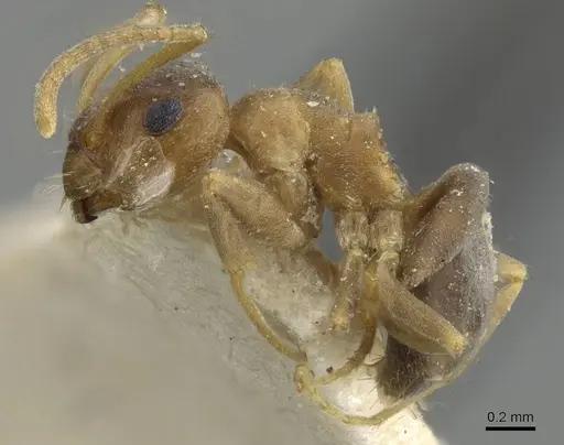Lasius brunneus - CASENT0911044