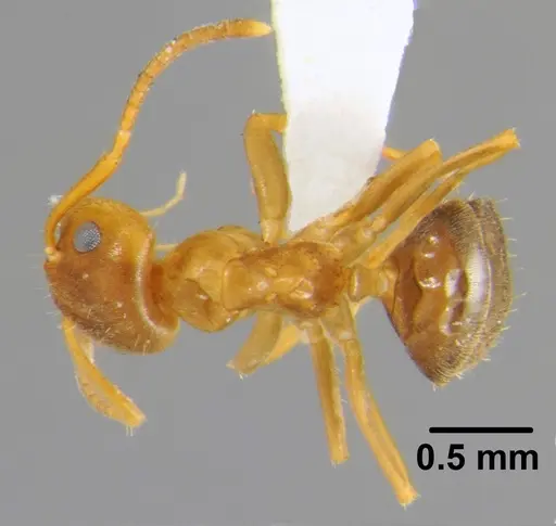 Lasius brunneus - CFH000052