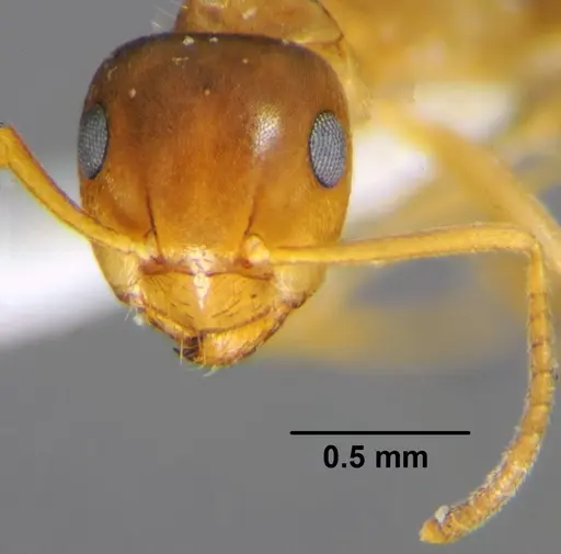 Lasius brunneus - CFH000052