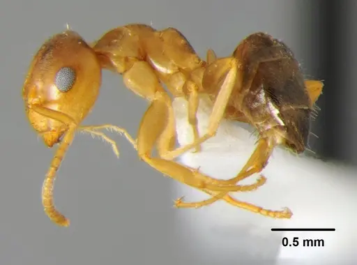 Lasius brunneus - CFH000052