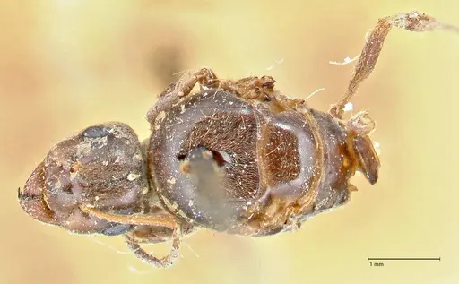 Lasius brunneus - FOCOL2737